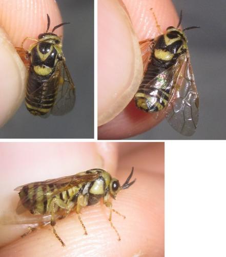 Diprion sp.